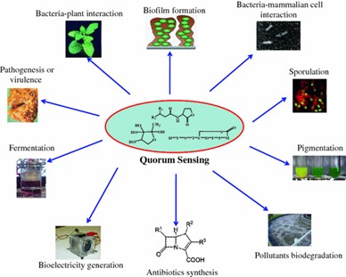 research papers on quorum sensing